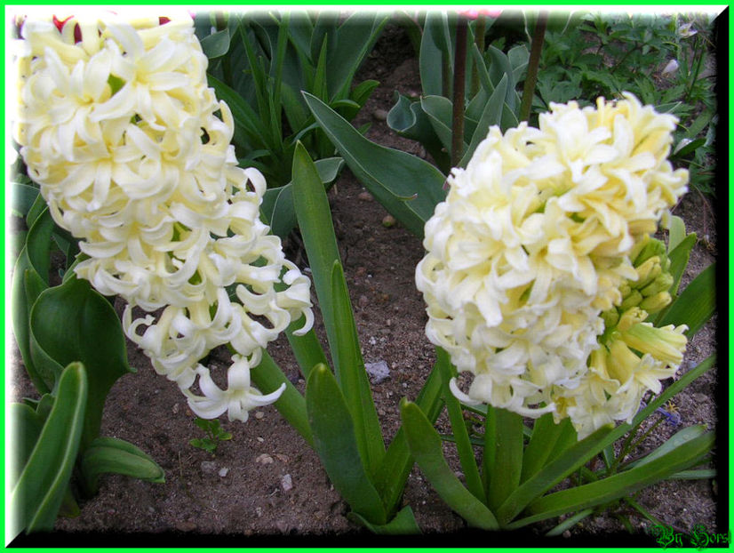 2010.04.20 - Flori 2010