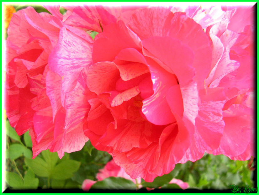 2010.06.20 - Flori 2010