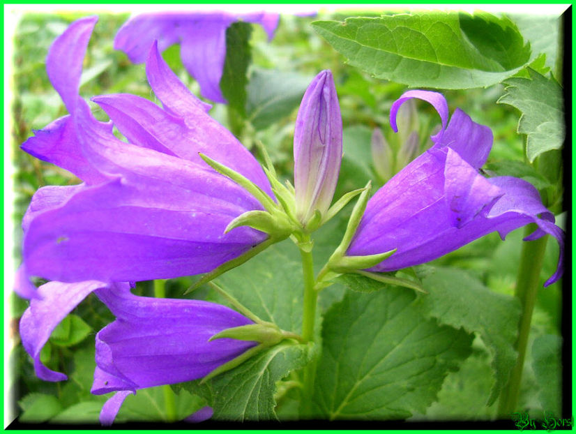 2010.06.20 - Flori 2010