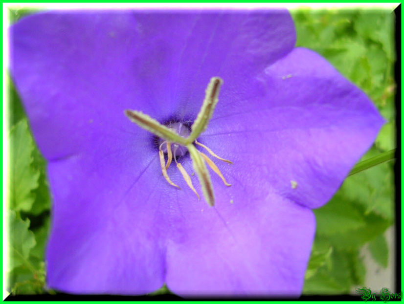 2010.06.20 - Flori 2010