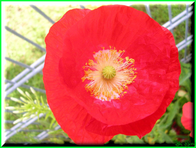 2010.06.20 - Flori 2010