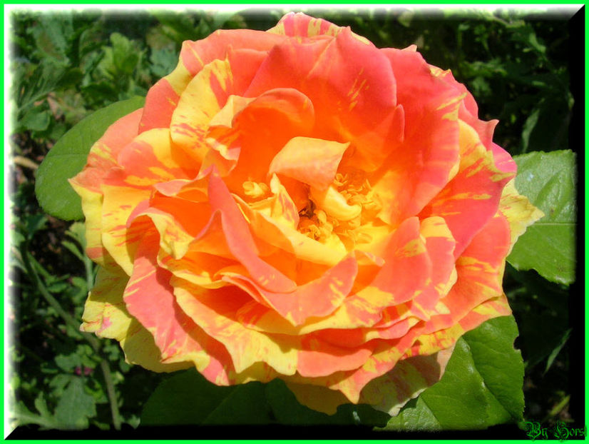 2010.06.27 - Flori 2010