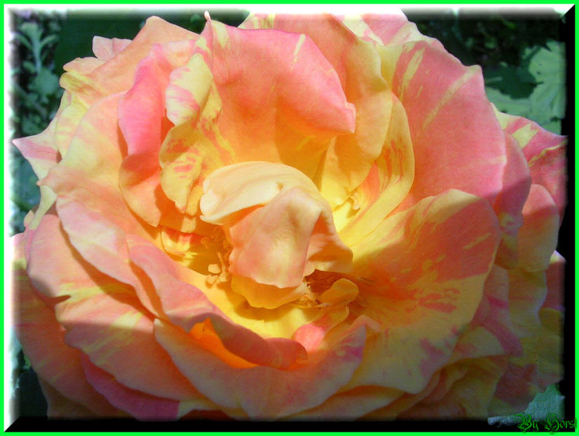 2010.06.27 - Flori 2010