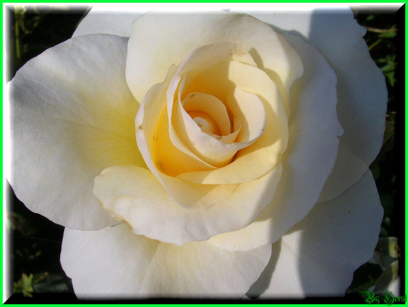 2010.06.27 - Flori 2010