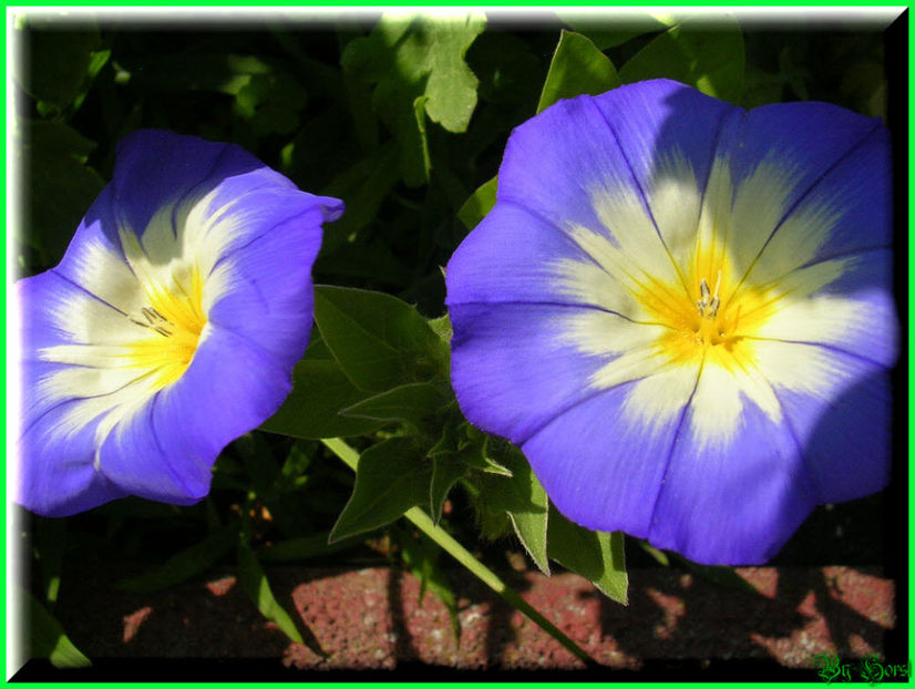 2010.06.27 - Flori 2010