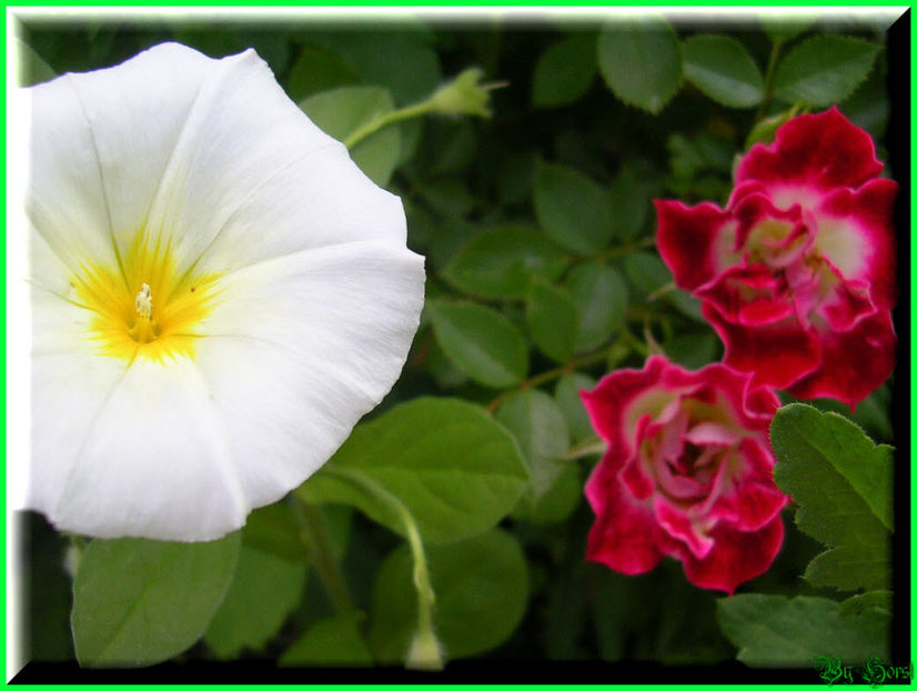 2010.06.27 - Flori 2010