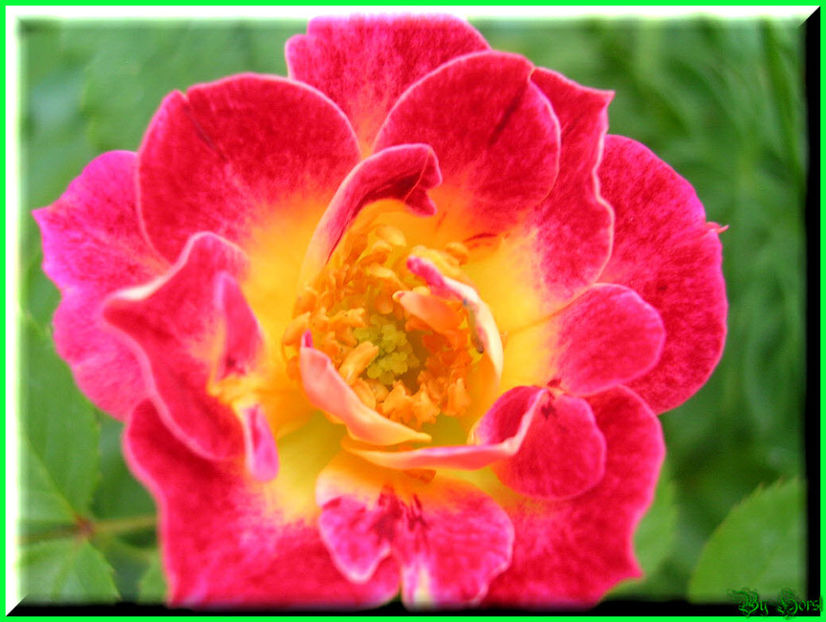 2010.06.27 - Flori 2010