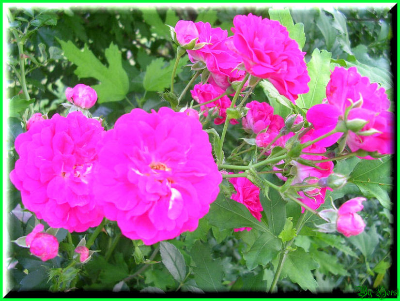 2010.06.27 - Flori 2010