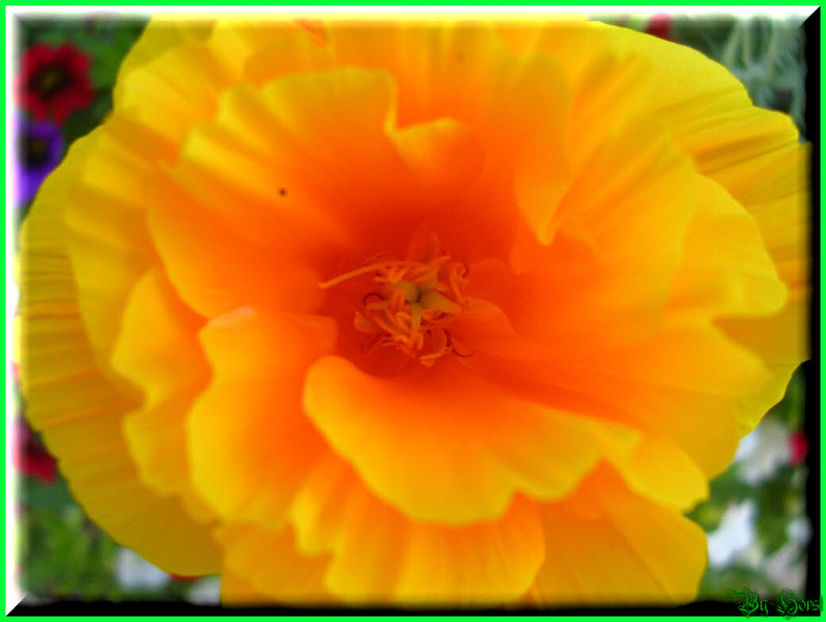 2010.06.27 - Flori 2010