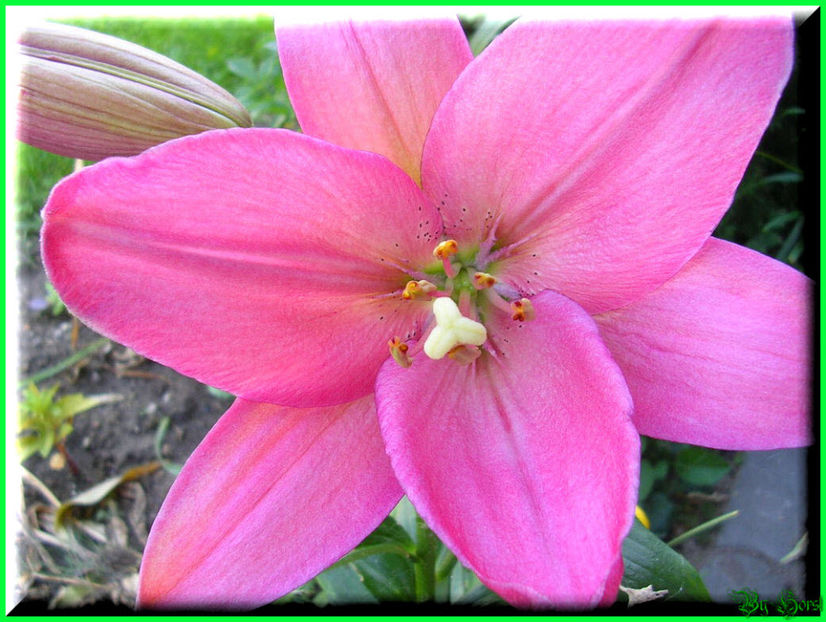 2010.06.27 - Flori 2010