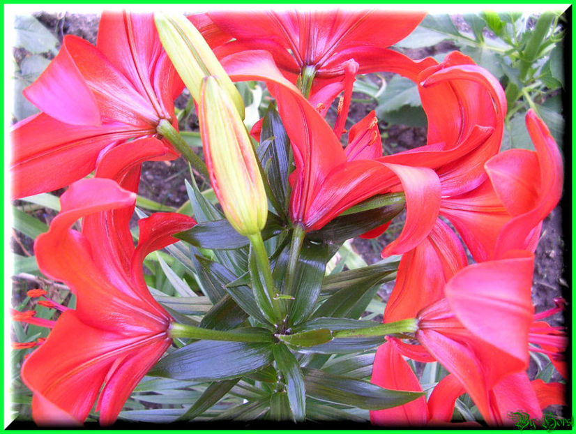 2010.06.27 - Flori 2010