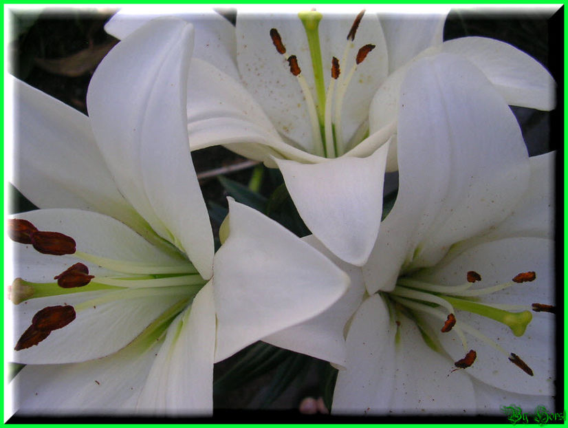 2010.06.27 - Flori 2010