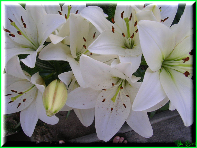 2010.06.27 - Flori 2010