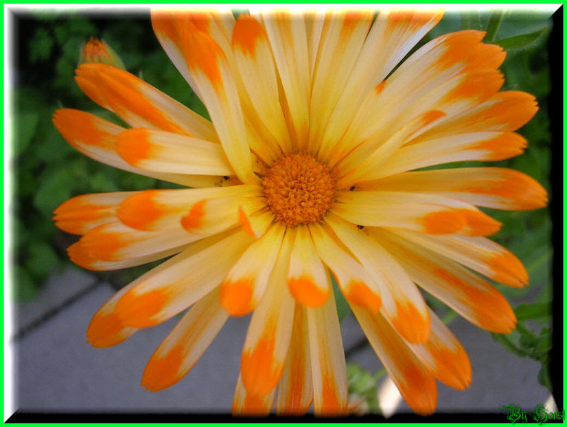 2010.06.27 - Flori 2010