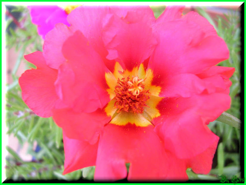 2010.06.27 - Flori 2010