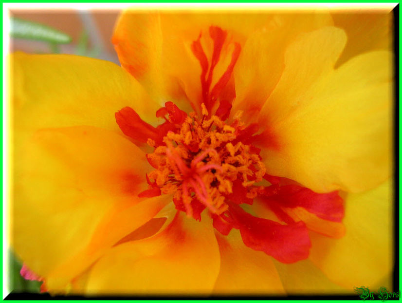 2010.06.27 - Flori 2010