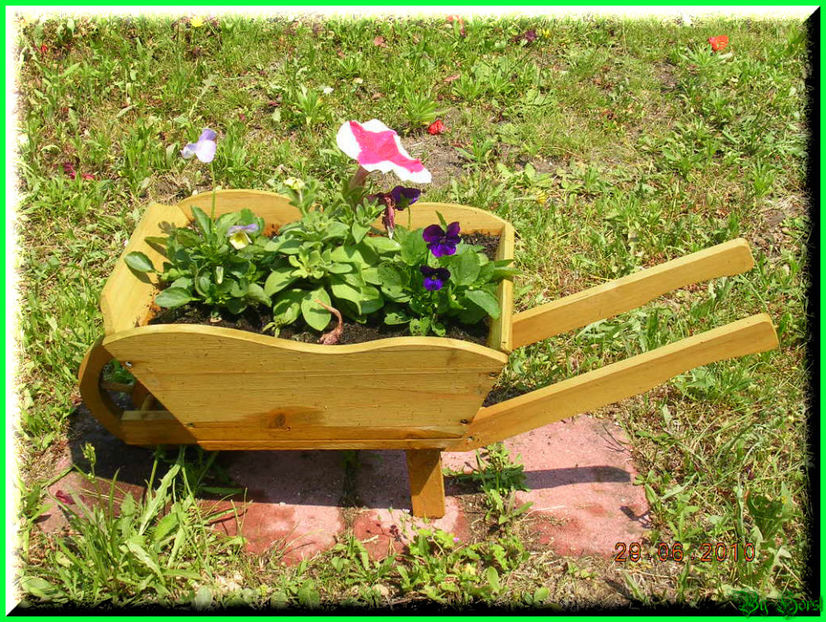 2010.07.04 - Flori 2010