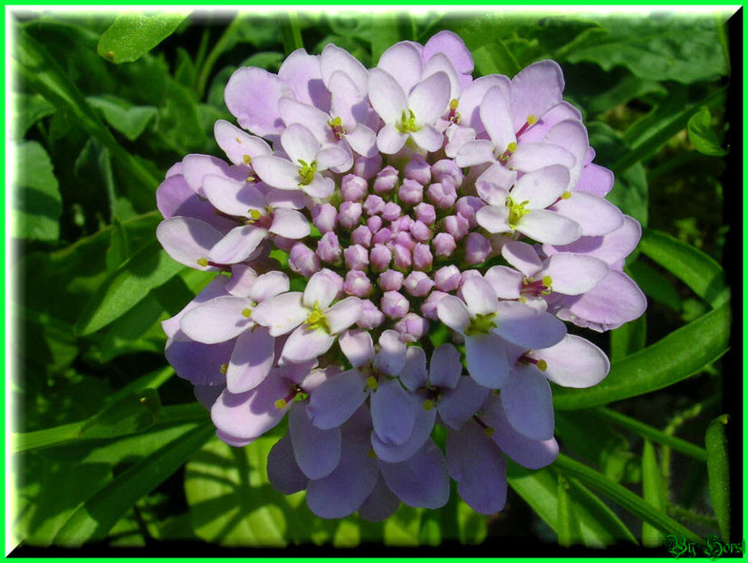 2010.07.04 - Flori 2010