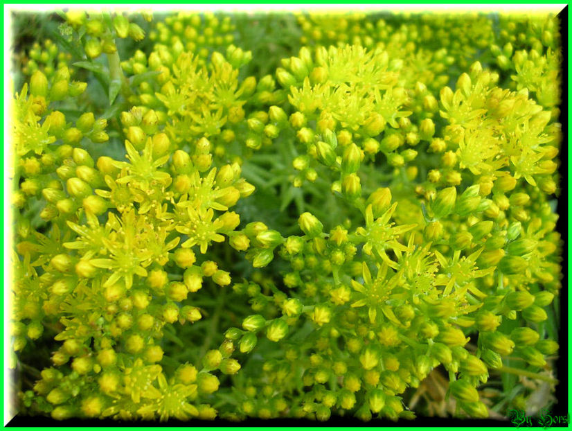 2010.07.04 - Flori 2010