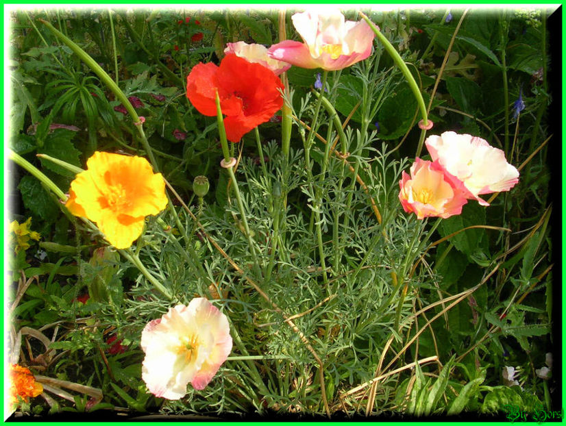 2010.07.04 - Flori 2010