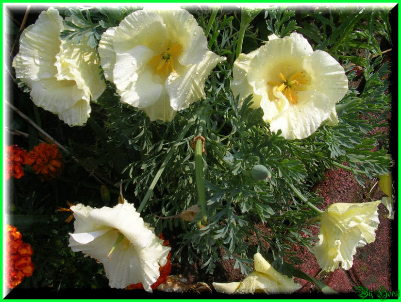 2010.07.04 - Flori 2010