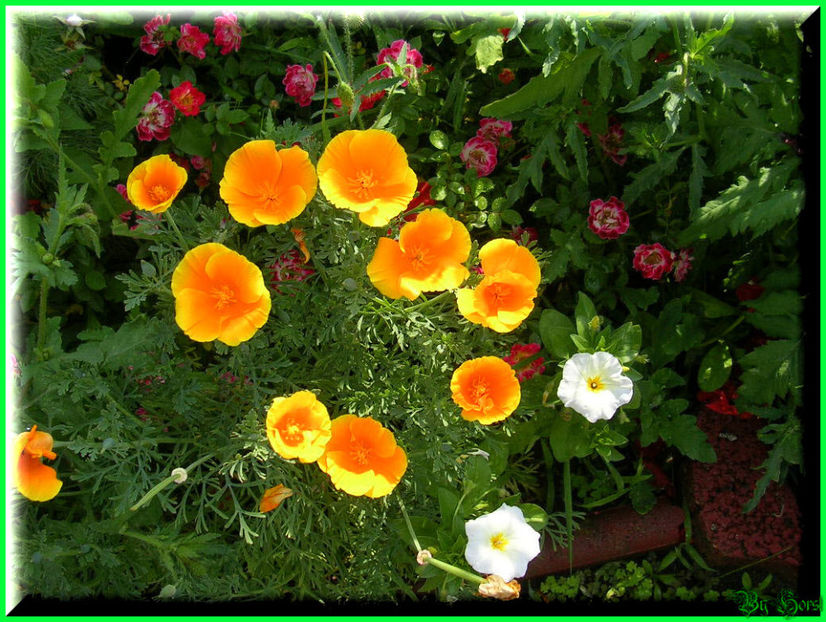 2010.07.04 - Flori 2010