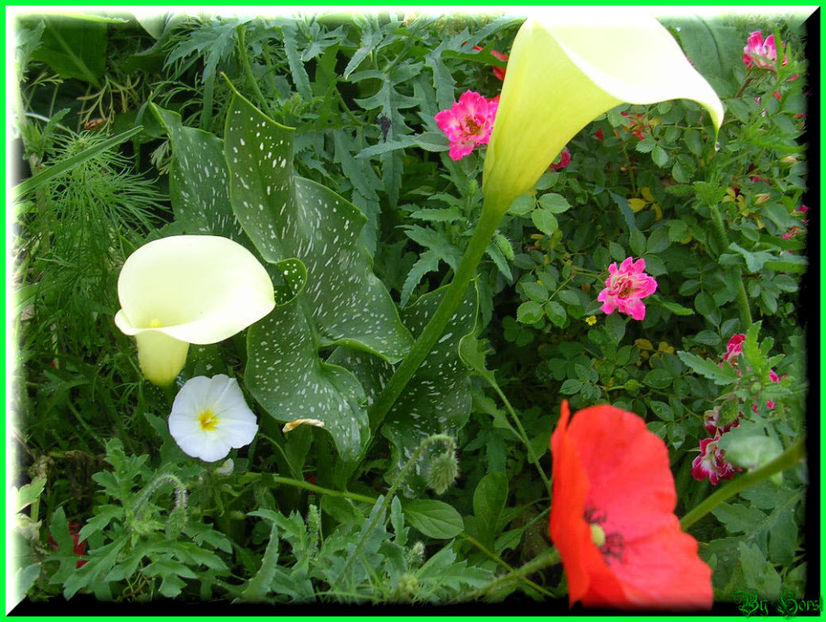 2010.07.04 - Flori 2010