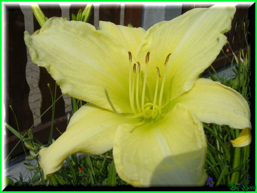 2010.07.04 - Flori 2010