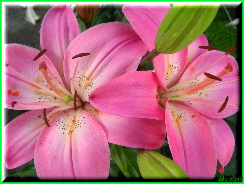 2010.07.04 - Flori 2010