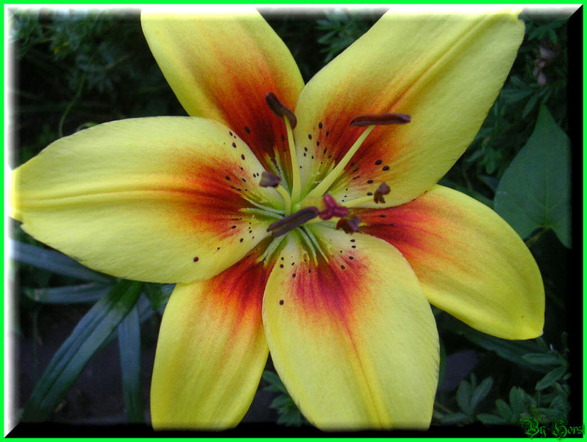 2010.07.04 - Flori 2010