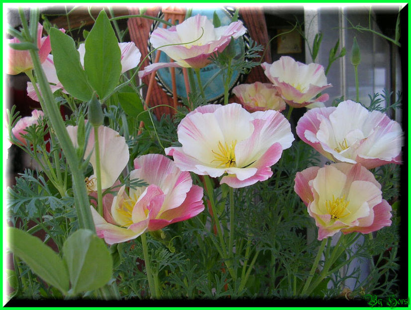 2010.07.04 - Flori 2010