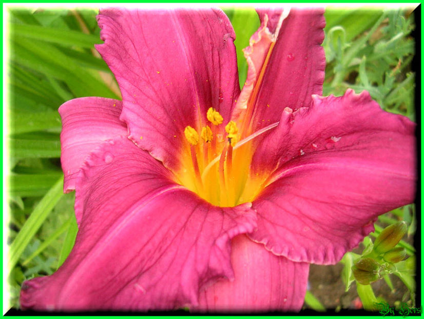 2010.07.04 - Flori 2010