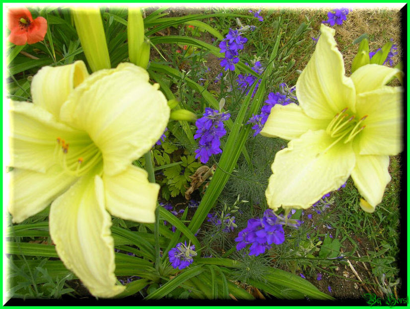 2010.07.04 - Flori 2010