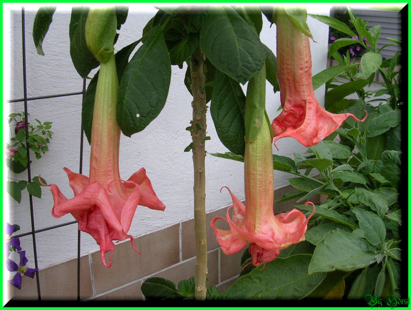 2010.07.04 - Flori 2010