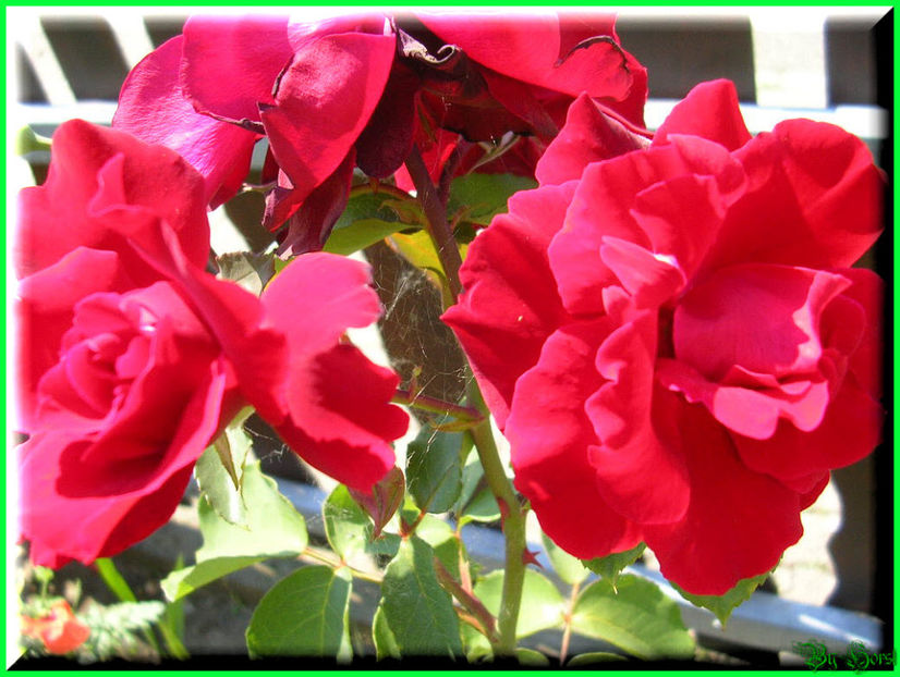 2010.07.04 - Flori 2010