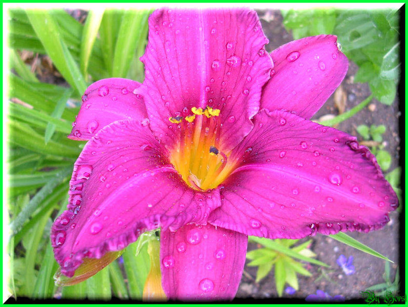 2010.07.09 - Flori 2010