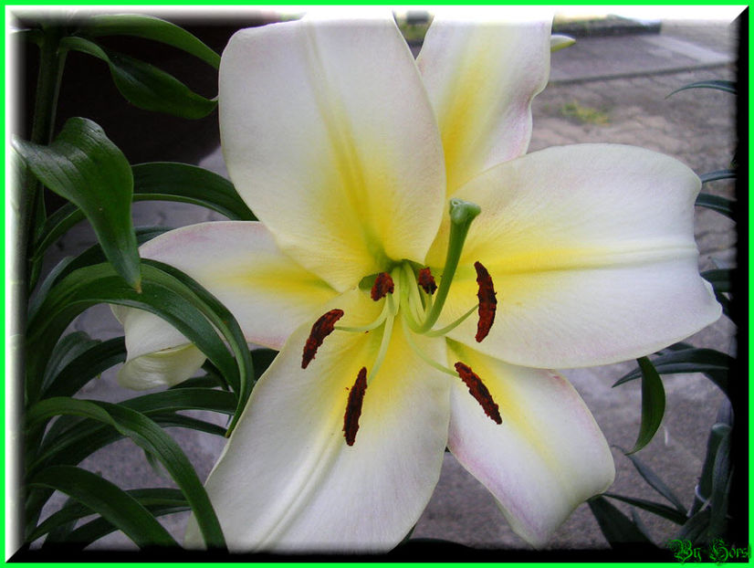 2010.07.09 - Flori 2010