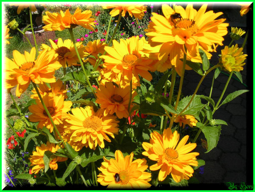 2010.07.09 - Flori 2010