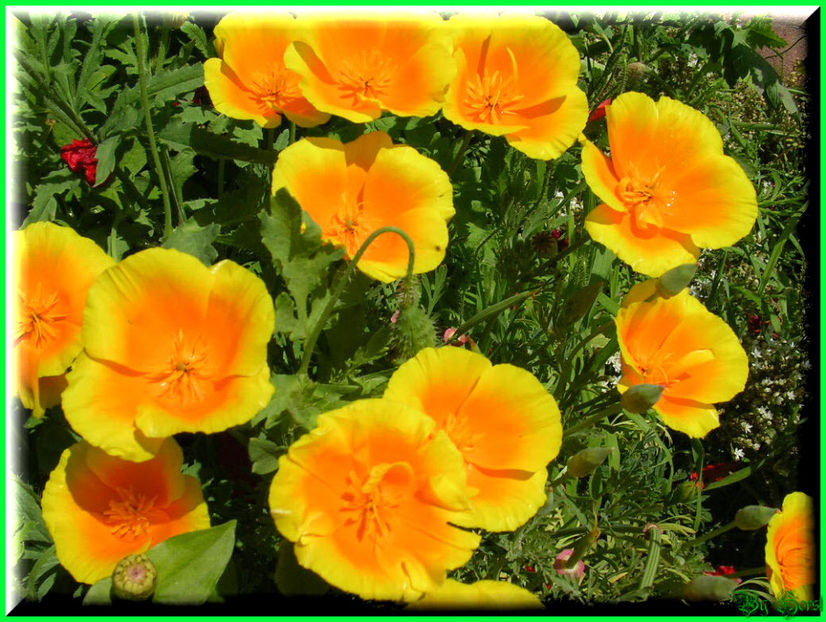 2010.07.09 - Flori 2010