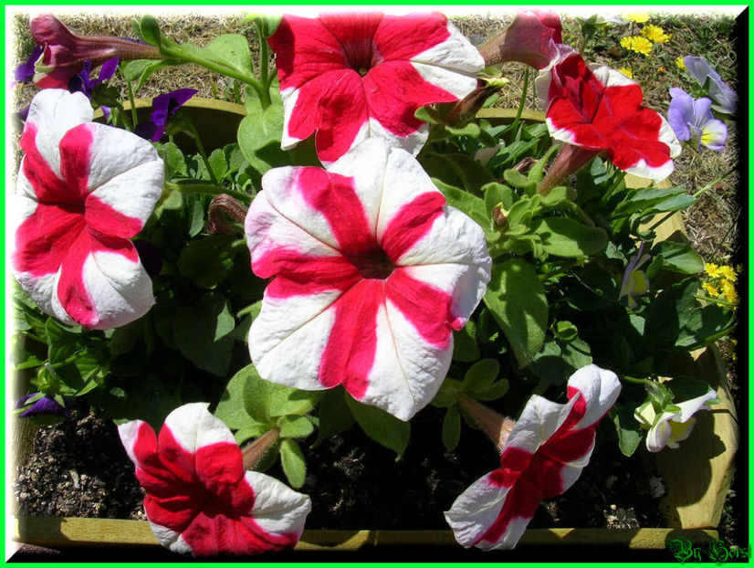 2010.07.09 - Flori 2010