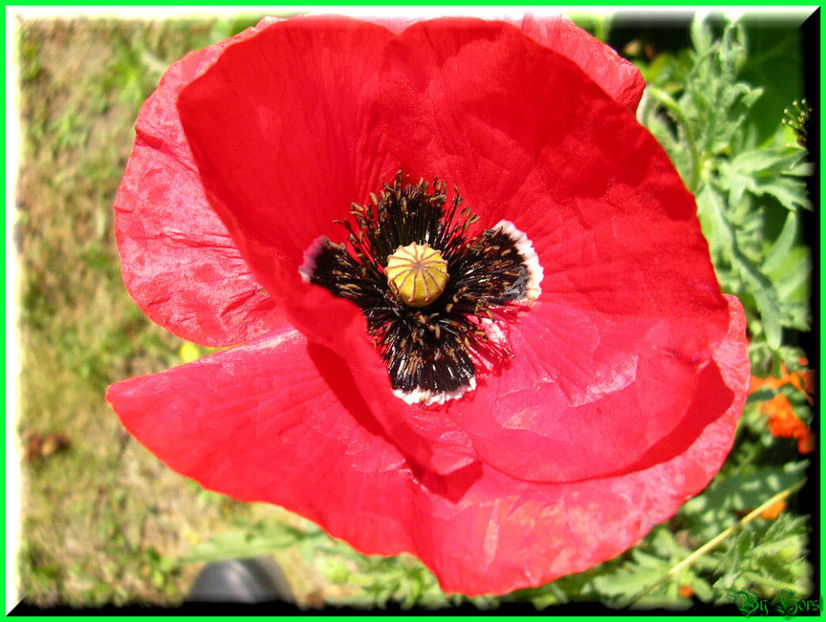 2010.07.09 - Flori 2010