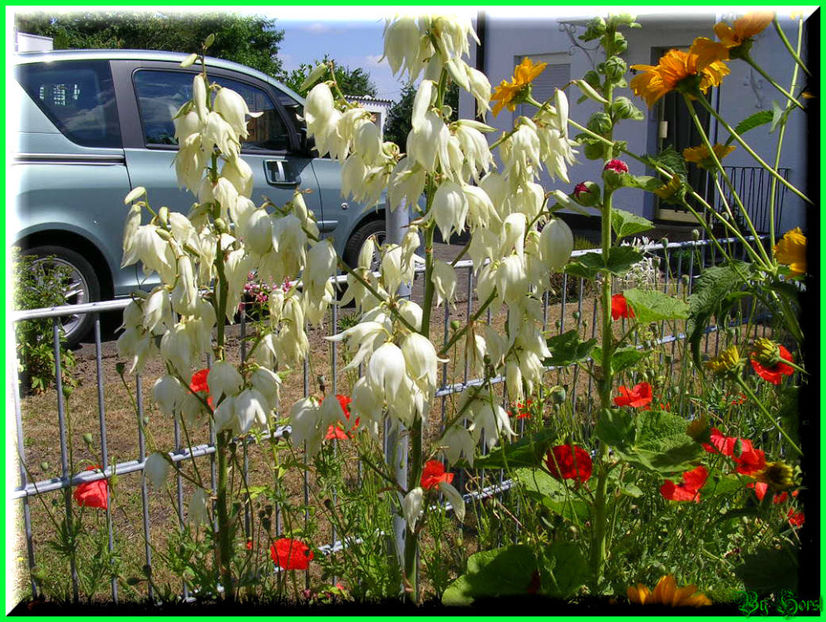 2010.07.09 - Flori 2010