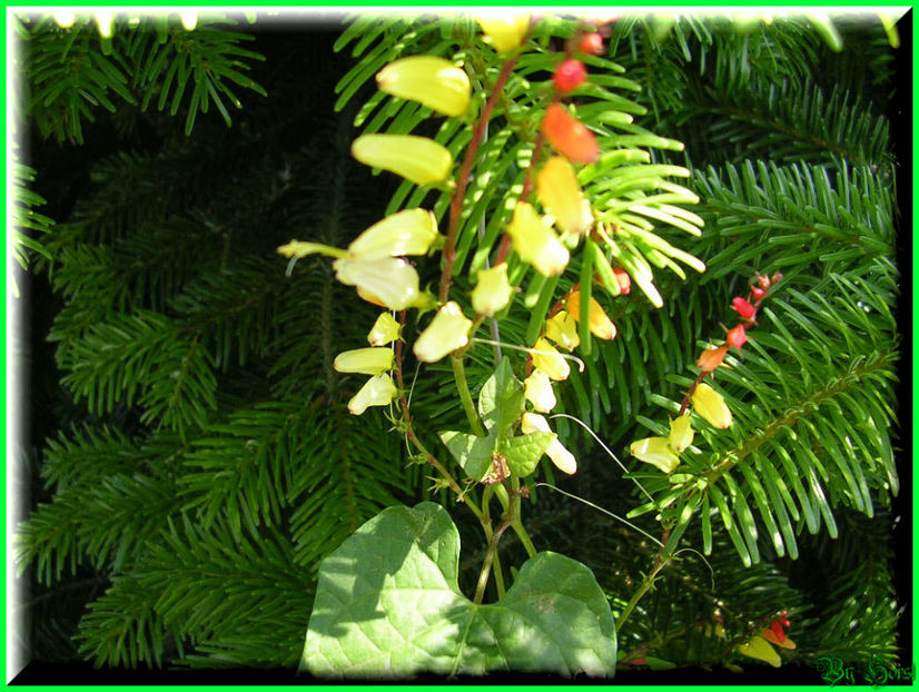 2010.07.09 - Flori 2010