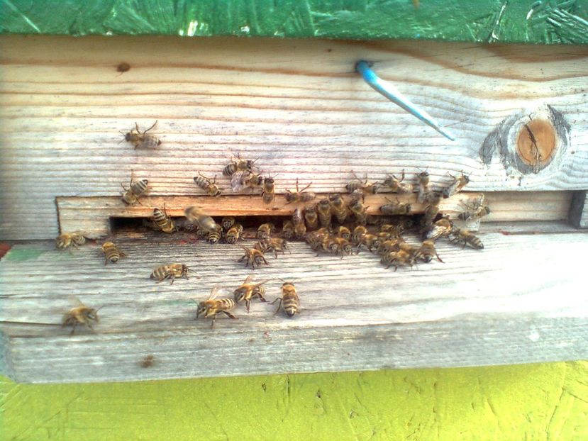 Imagine0138 - Stupi 2012