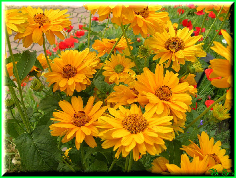 2010.07.17 - Flori 2010