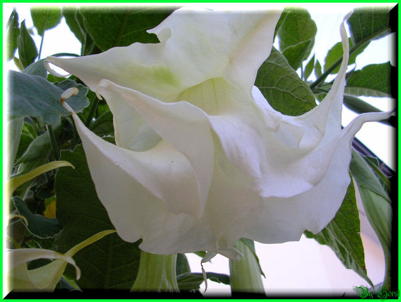 2010.07.17 - Flori 2010