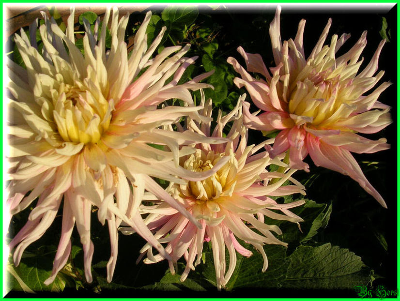 2010.07.17 - Flori 2010