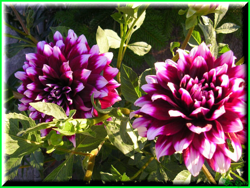 2010.07.17 - Flori 2010