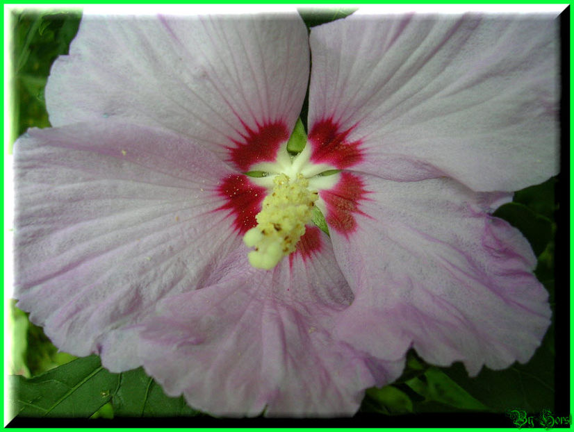 2010.07.17 - Flori 2010