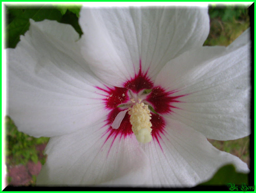 2010.07.17 - Flori 2010